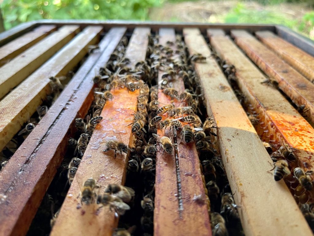 bijen op raat