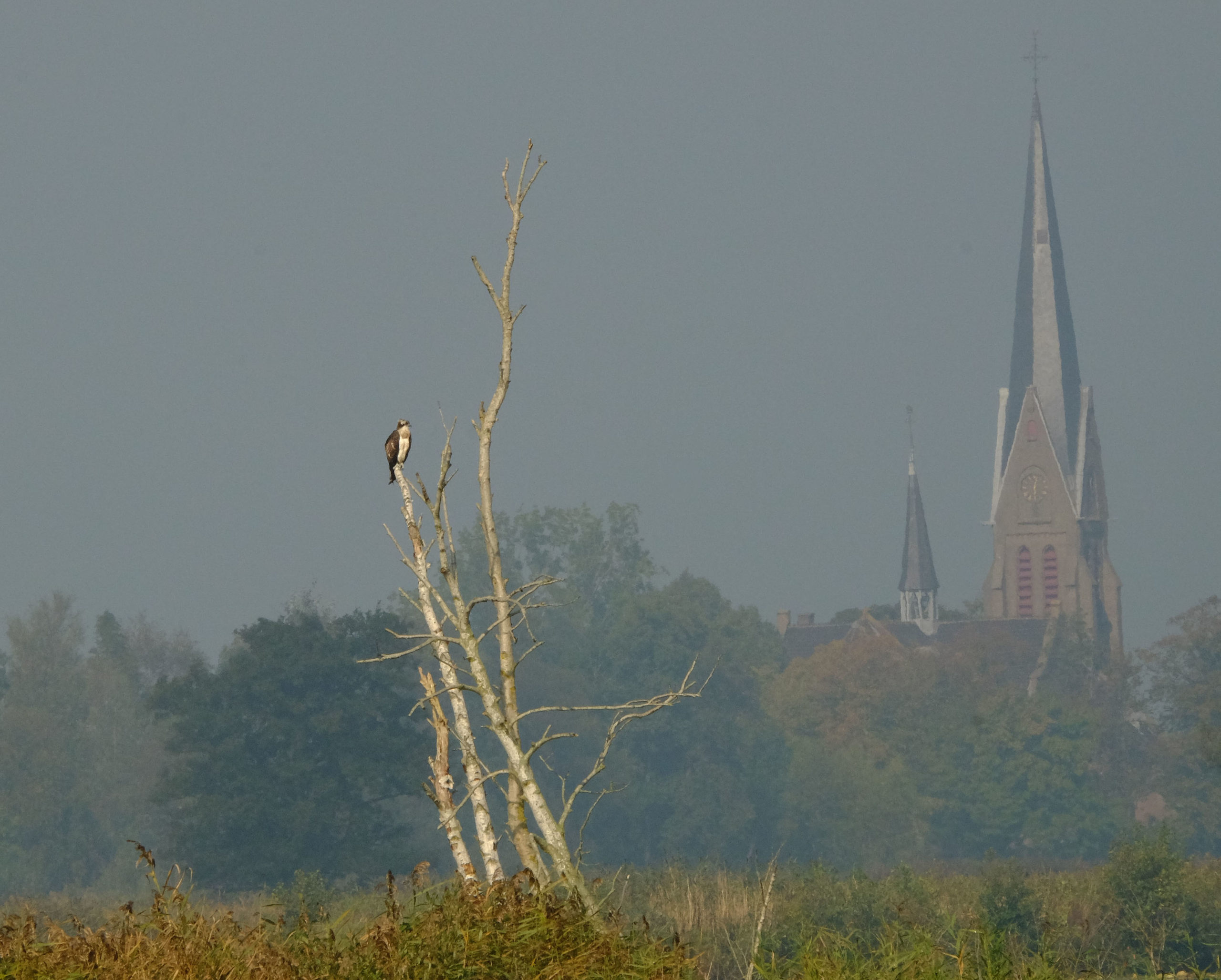 visarend noorden birding