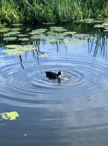 Meerkoet water