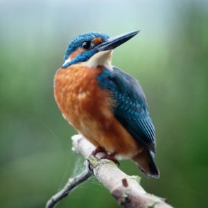 Ijsvogel kingfisher martin pecheur 